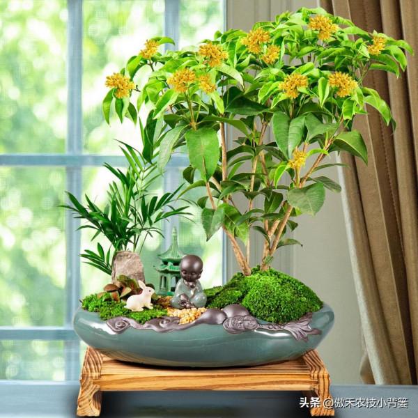 蔬菜和花卉出現萎焉現象時，為何有時越澆水萎焉越重、死苗越快？