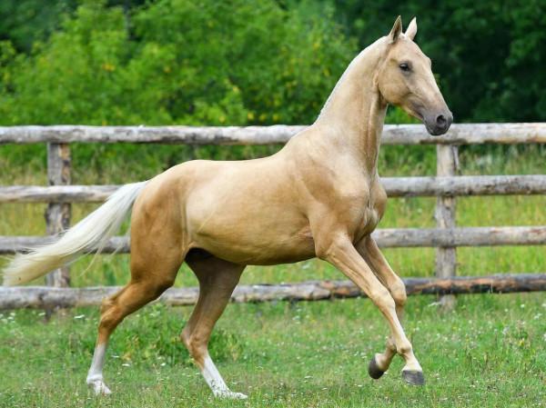 現代的千里馬阿哈爾捷金馬，也是最值錢的馬，一匹價格可達1千萬