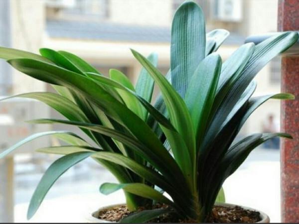 君子蘭“富養”好，5個小技巧，花箭“竄高個”，開花多又大