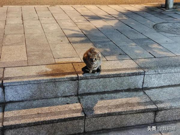 vivo X70 Pro&plus;拍照樣張賞析分享（第3期，有白天和夜景照片）