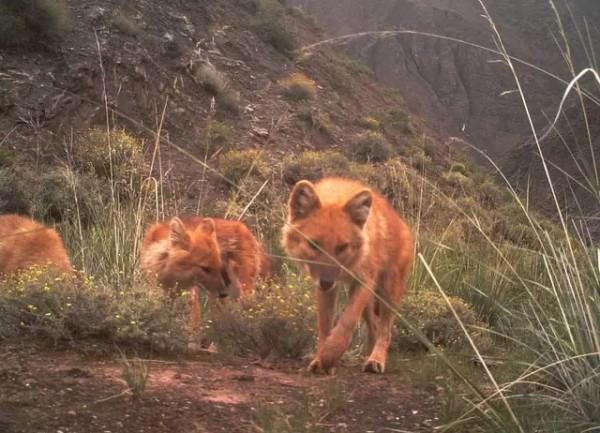 祁連山，野生動物復興的淨土，雪豹、棕熊、野犛牛等珍稀動物出現