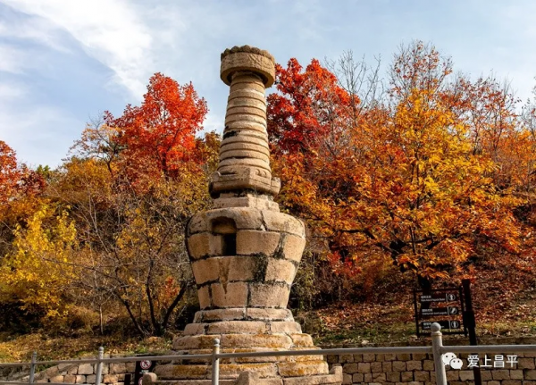 氣溫驟降,昌平這6個賞紅葉地即將登場,提前收藏 氣溫驟降,昌平這6個賞紅葉地即將登場,提前收藏