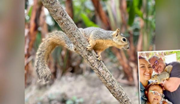 家庭與野外松鼠結下長久友誼