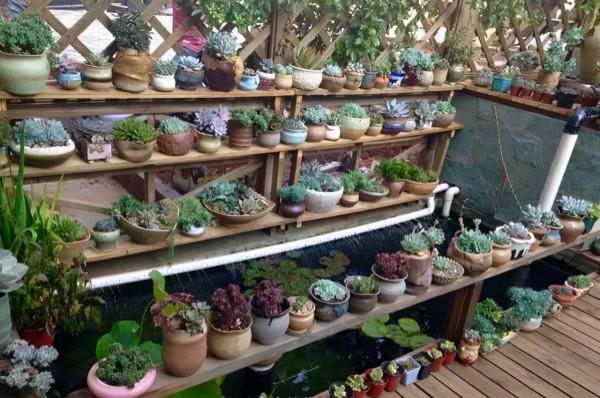 4年時間，靠一腔熱誠打造多肉花園