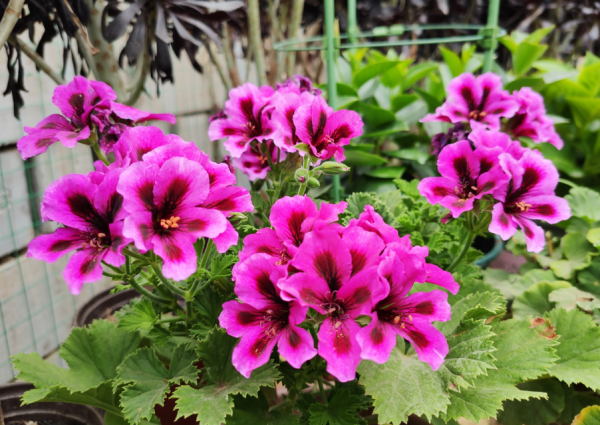 封閉陽臺養不好花？那就選這4種，記住“共同點”，就能四季開花