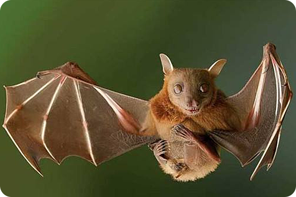 這種生物吞嚥空氣就能放屁，用屁聲與同伴交流