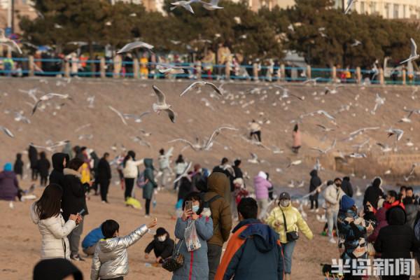棧橋海鷗最佳觀賞季來了