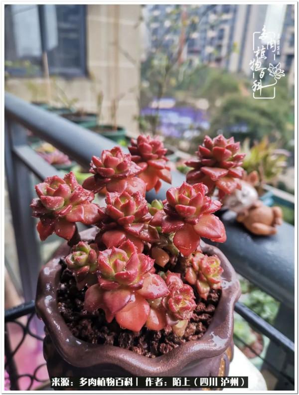 北向陽臺補光燈養多肉的那些事兒