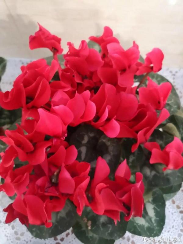 買花也要注意辨別“坑”,才能挑到好花,花開爆盆 買花也要注意辨別“坑”,才能挑到好花,花開爆盆