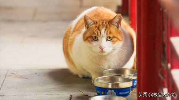 故宮在開門的時候,工作人員都要大喊幾聲,看完漲知識了 故宮在開門的時候,工作人員都要大喊幾聲,看完漲知識了