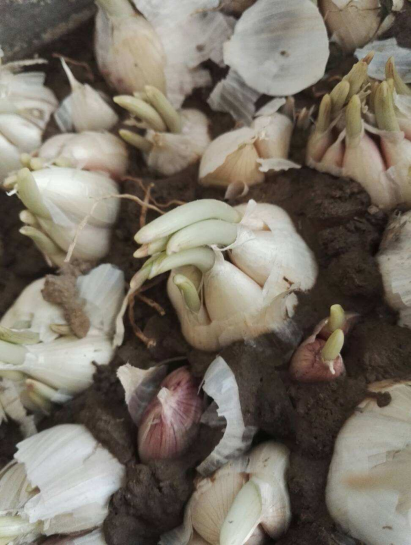 自制養花殺蟲水，一天給花喝一勺，安全好用無汙染