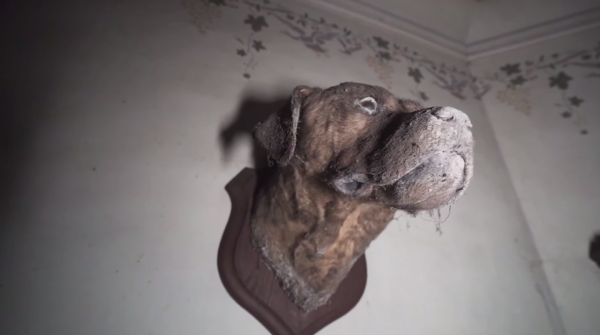 愛狗夫人留下的豪宅，廢棄了20多年，屋內留著狗標本