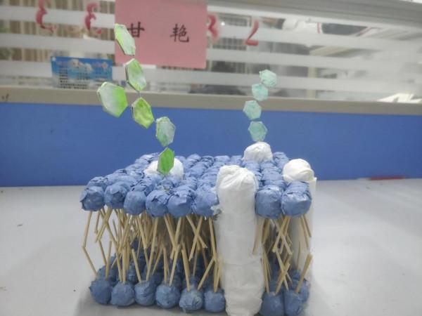 手巧心靈妙制“模”,流光溢彩話生物--生物模型製作比賽 手巧心靈妙制“模”,流光溢彩話生物--生物模型製作比賽