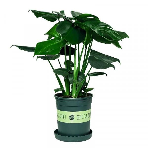 家養美觀大方的五種大盆植物