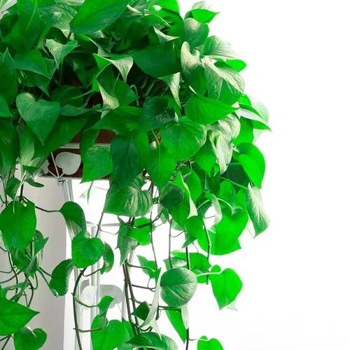 我愛養花，但遠不如老舍先生會養