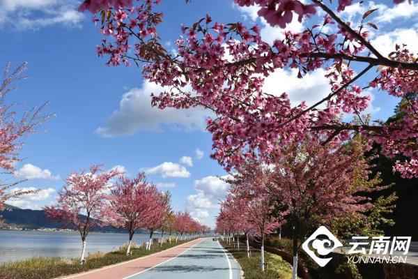 「高畫質組圖」約嗎？到異龍湖畔邂逅一場盛大浪漫的&OpenCurlyDoubleQuote;櫻花雨&rdquo;