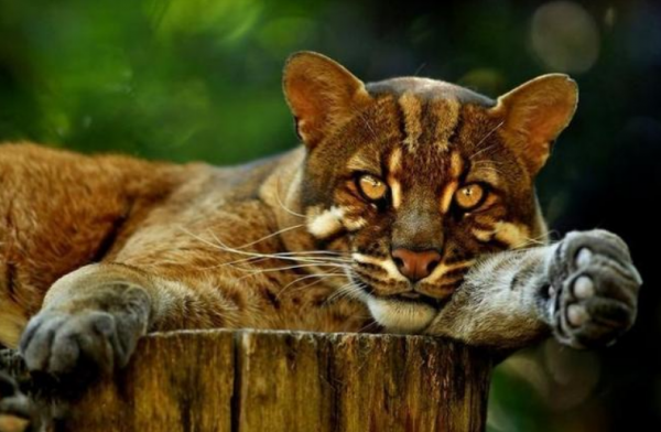 廣西扶綏縣一山彪出沒，似貓又像豹，下山偷雞時被發現