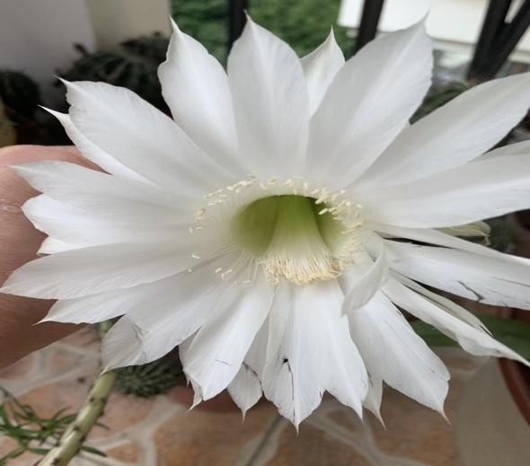 仙人掌丨姚愛娟