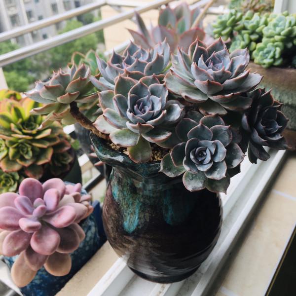 這“三多肉”都是顏值派,無需日曬也能上色,葉片緊湊還易群生 這“三多肉”都是顏值派,無需日曬也能上色,葉片緊湊還易群生