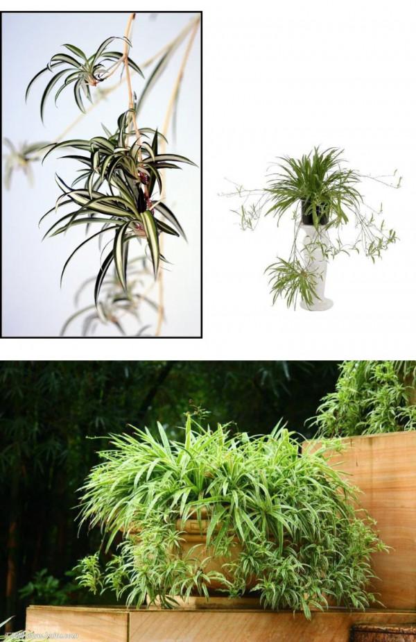 出趟門幾天，家裡的綠植都凍死了！重新安排幾種低溫型綠植