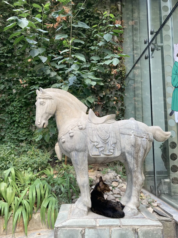 貓館長的守護神,是你嗎? 貓館長的守護神,是你嗎?