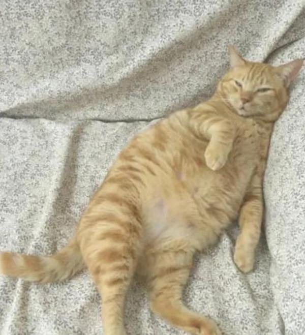 躺平的週日 躺平的週日