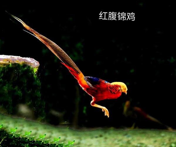 我的小鳥真可愛