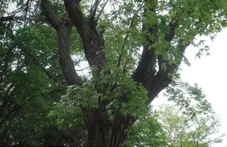 隴上傳說(547)丨牛青天審槐樹(三) 隴上傳說(547)丨牛青天審槐樹(三)