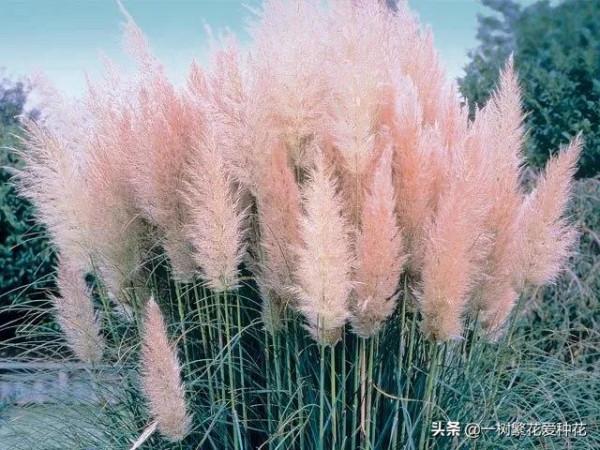 25種觀賞草,觀葉、賞花、好養、皮實,是花園最不可缺少的美景 25種觀賞草,觀葉、賞花、好養、皮實,是花園最不可缺少的美景