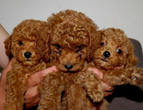 就算和泰迪“很熟”，也不要做這些事，它們不喜歡