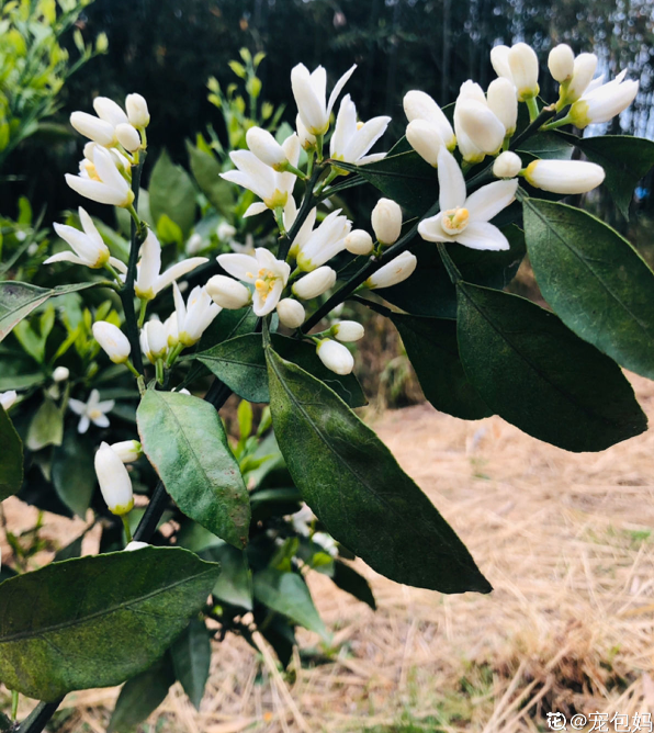 門口桔子樹總出毛病，解決5個問題，還能為你送“桔”祥