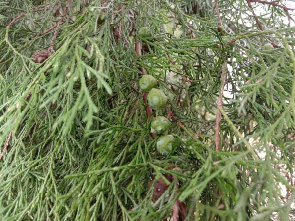 側柏樹上結的果實,做個枕頭睡覺,養心安神助睡眠 側柏樹上結的果實,做個枕頭睡覺,養心安神助睡眠