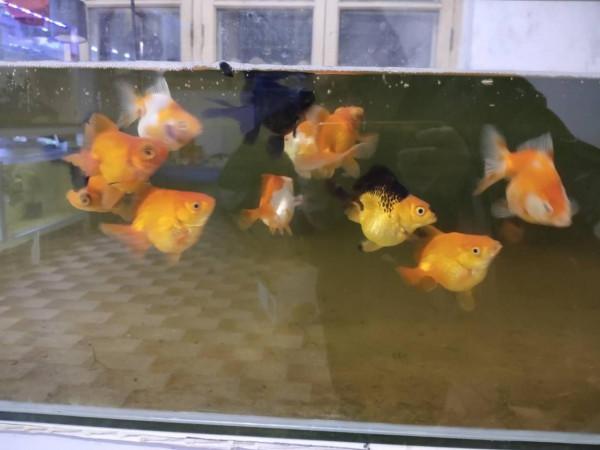 為什麼大多數人工改變體型的觀賞魚，有可能比正常的觀賞魚更懶？