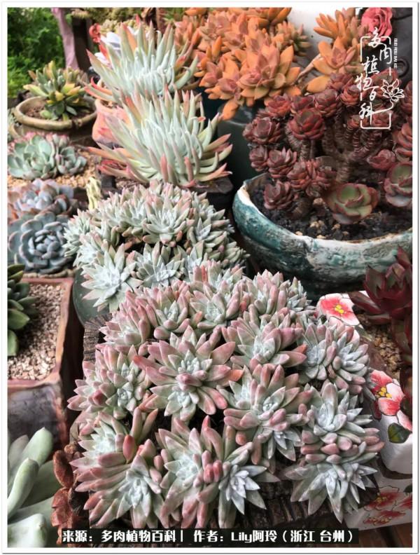 多肉是一個人的狂歡，小城多肉花壇準備出道啦