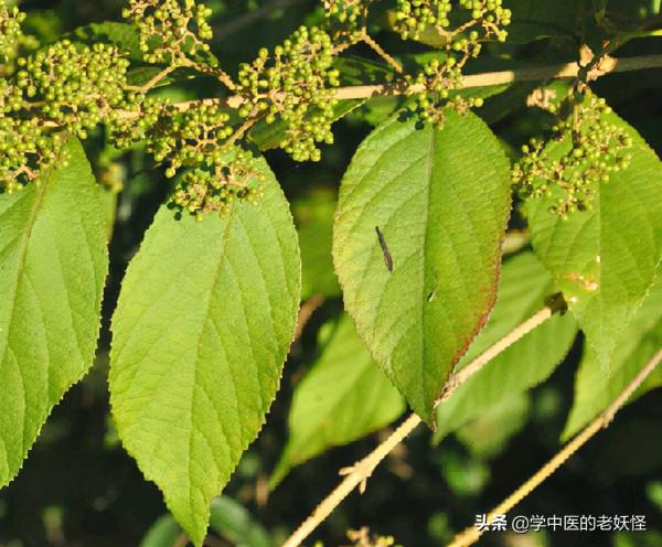 每天學習一味中藥——紫珠