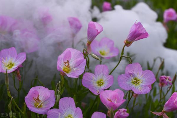 “驚鴻一瞥，猶如滿天星辰”讓美景治癒你的心靈——月見草