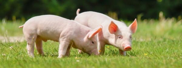 新希望豪賭養豬