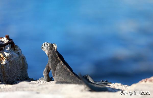 我拍的10種動物,你能認出一半就很厲害了 我拍的10種動物,你能認出一半就很厲害了