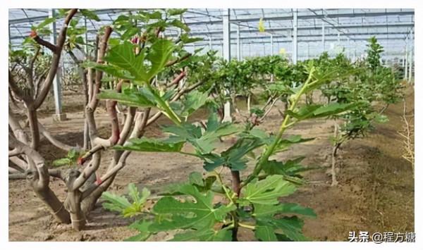 無花果怎麼修剪?來看看這些無花果修剪技術要點 無花果怎麼修剪?來看看這些無花果修剪技術要點