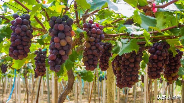 愛吃葡萄的吃貨吃出了大麻煩