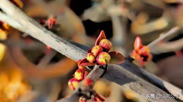 冬天的遺憾，一定會被春風溫柔的化解