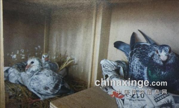 保姆鴿的合理運用