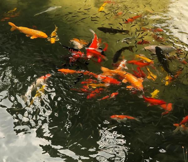 昆嵛山9月免費開放,快去 昆嵛山9月免費開放,快去