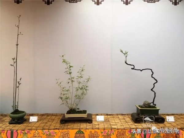 最高水準的素仁格盆景藝術，值得收藏