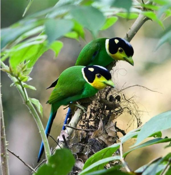 一對對鳥兒!相棲相伴、相親相愛 一對對鳥兒!相棲相伴、相親相愛