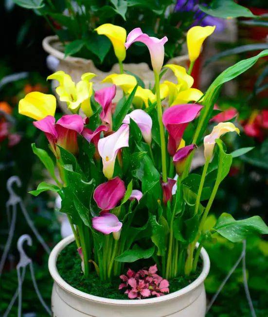 7種&OpenCurlyDoubleQuote;喜水花&rdquo;，不怕手賤澆不爛，天天泡水裡，長得肥大愛開花