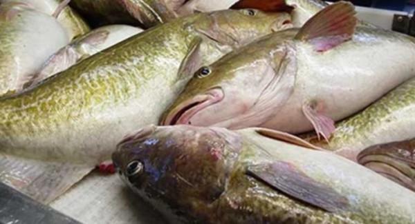 2021年，俄羅斯一共捕了多少魚？