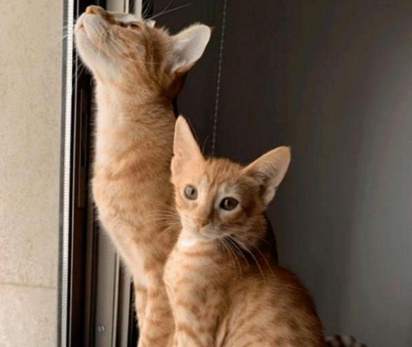 小橘貓見到“後媽”很激動，它緊抱住不願放手，重溫媽媽的溫暖