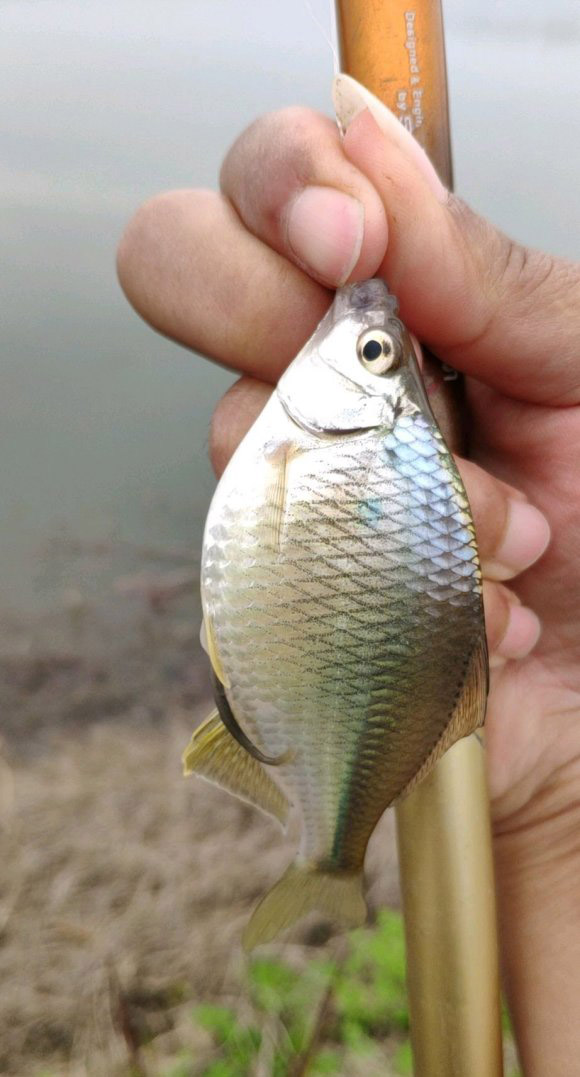 被誤解很深的魚:我真不是鰟鮍,比白條好吃也更好釣 被誤解很深的魚:我真不是鰟鮍,比白條好吃也更好釣