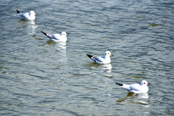“老朋友”又來打卡啦！紅嘴鷗“先行軍”抵達異龍湖～